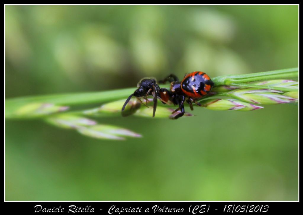 Synema globosum - Capriati a Volturno (CE)